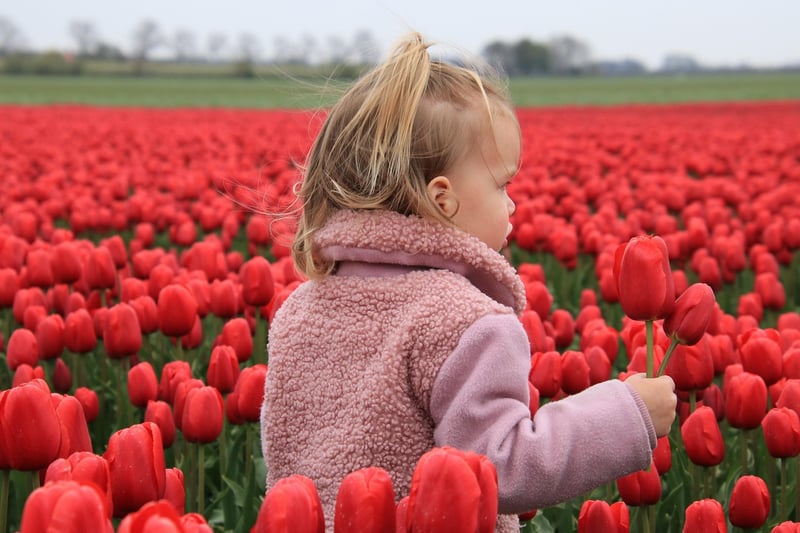 Netherlands Tulips Field